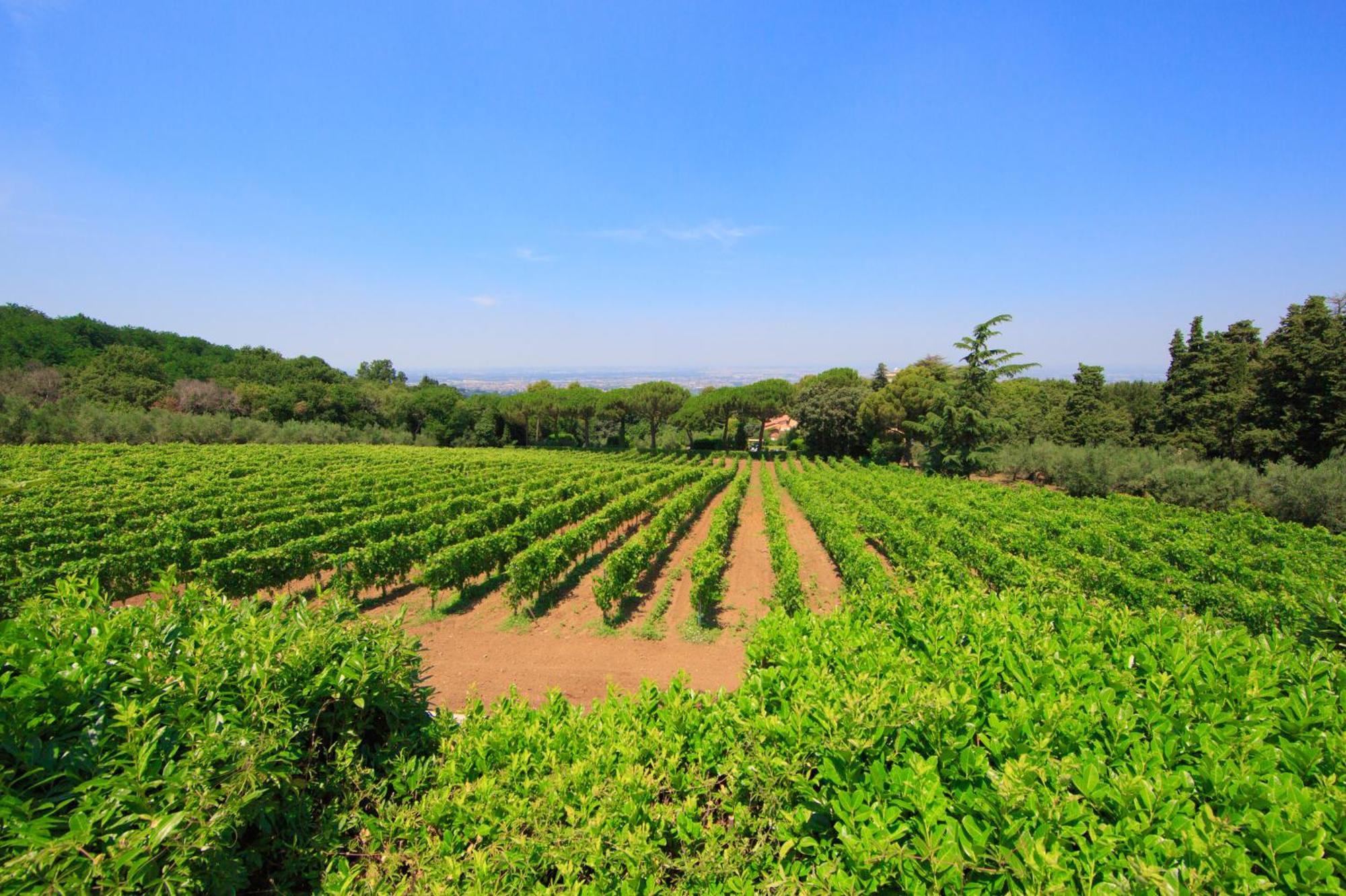 Frascati Country House Grottaferrata Exterior foto